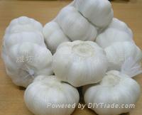 pure white garlic 