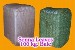 senna leaves & pods