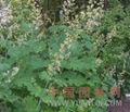 Macleaya cordata Extract 2