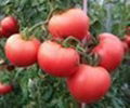 tomato extract 2