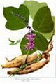 kudzu root extract 2