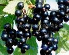 Black Currant Extract