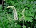 Black Cohosh Extract