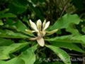 Magnolia Bark Extract 2