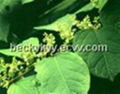 Giant Knotweed Extract 2