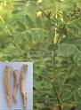 Astragalus Extract Powder