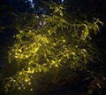 Solar fairy lights+150 Warm white LED lights+100% solar power  2