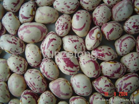 light speckled kidney bean