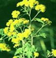 Wild Chrysantemum P.E.