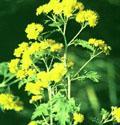 Wild Chrysantemum P.E. 