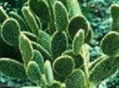 Cactus extract 1