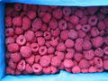 feozen red lingonberry 1