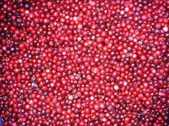 IQF lingonberry