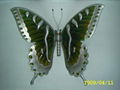 Metal butterfly