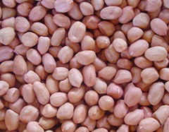 peanut kernels