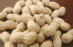 peanut kernels 5
