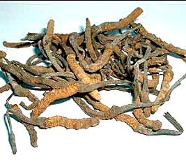 TIBET (XIZANG) CORDYCEPS