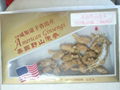 America Ginseng 1