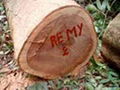 Teak African Timber SAPELE logs