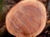 Teak African Timber SAPELE logs 3