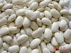 White Kidney Beans with best quality 2011 crop