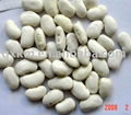 White Kidney Beans with best quality 2011 crop 4