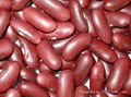 Dark Red Kidney Beans --180pcs/100g 3