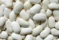 Large White Kidney Beans--50pcs/100g 2