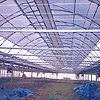 Greenhouse 1