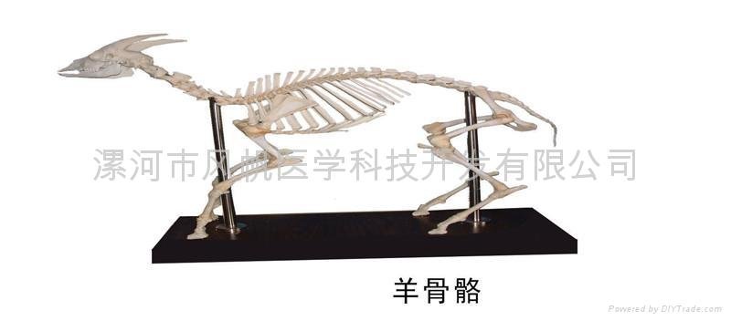 骨骼标本
