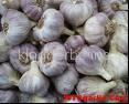 Garlic oil 1