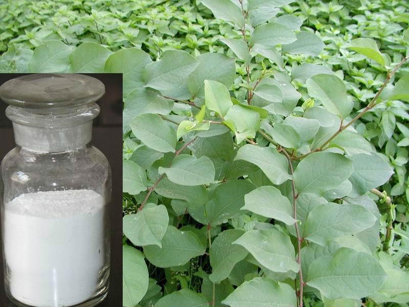 Resveratrol Polygonum cuspidaturn extract 