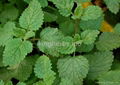 Lemon Balm Extract / Melissa Extract /