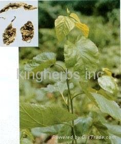Mulberry Leaf Extract / DNJ 