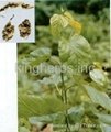 Mulberry Leaf Extract / DNJ  1