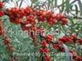 Sea buckthorn seed oil fruit Oil