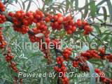 Sea buckthorn seed oil fruit Oil