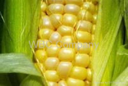 Brazilian yellow Maize, crop.2008/2009 