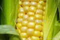 Brazilian yellow Maize, crop.2008/2009  1