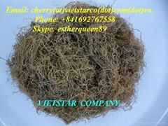 Dried Gracilaria SPP Seaweed