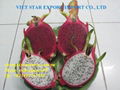 FRESH DRAGON FRUIT - WHITE AND RED FLESH  1