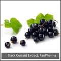 Blackcurrant Extract 35% Anthocyanins