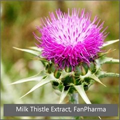 Milk Thistle Extract 80% Silymarin by UV