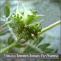 Tribulus Terrestris Extract 80% Saponins 1