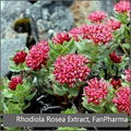 Rhodiola Rosea Extract 5% Rosavins 1