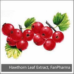 Hawthorn Leaf Extract 2% Vitexin-2''-rhamnoside