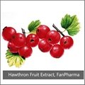 Hawthorn Berry Extract 10% Flavones