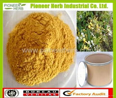 Chlorogenic Acid Honeysuckle Flower Extract