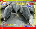 FROZEN WHOLE ROUND SKIPJACK TUNA  2