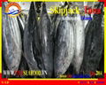 FROZEN WHOLE ROUND SKIPJACK TUNA  3